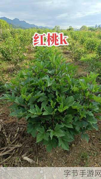 综合红桃国产-全面提升红桃国产化水平，推动产业升级与创新发展