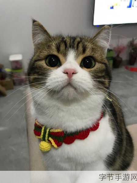 做你的猫，萌宠养成新体验，休闲时光的不二之选！